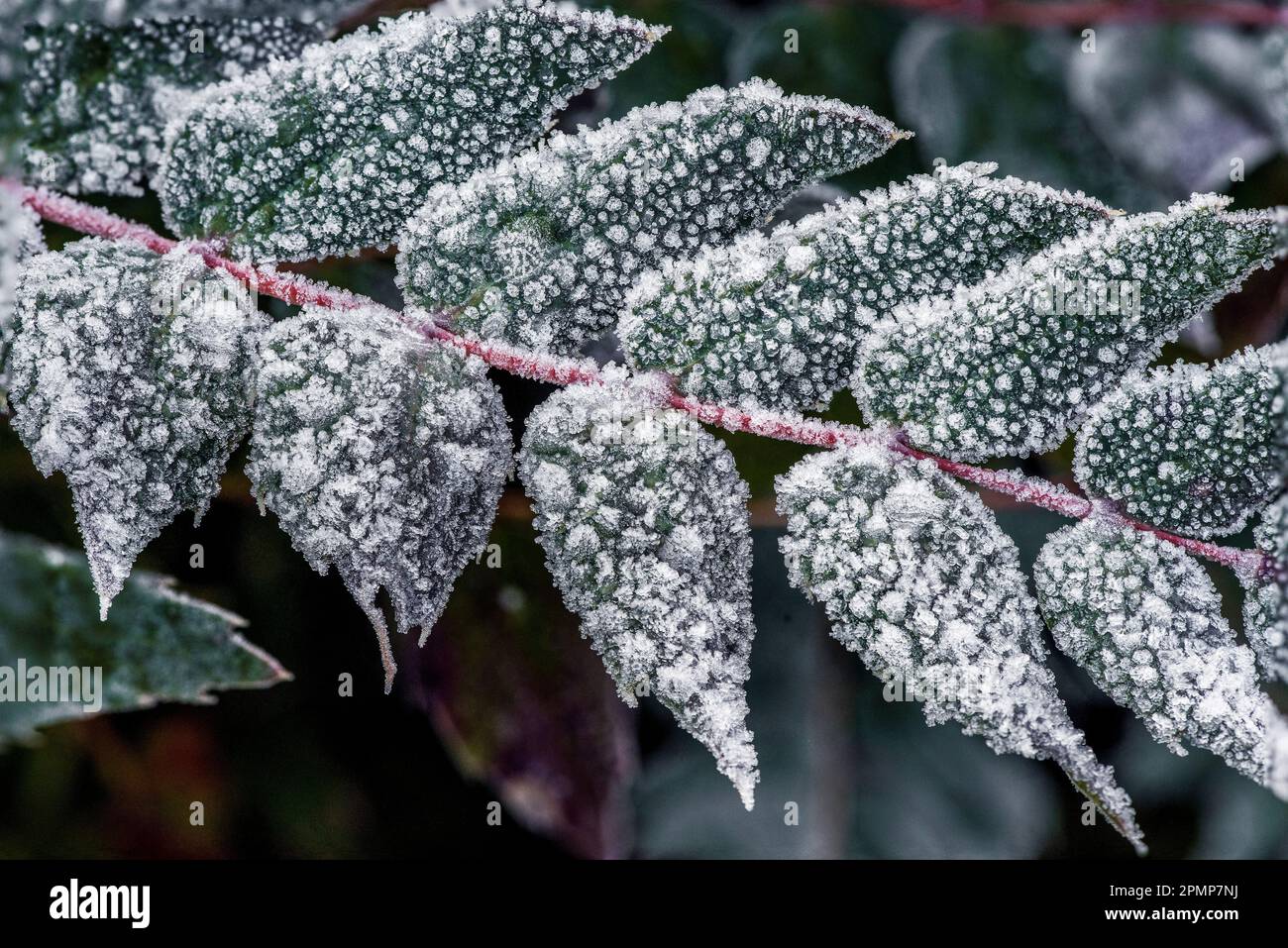 Cristaux de glace formés en hiver sur les feuilles d'un plant de raisin de l'Oregon ; Olympia, Washington, États-Unis d'Amérique Banque D'Images
