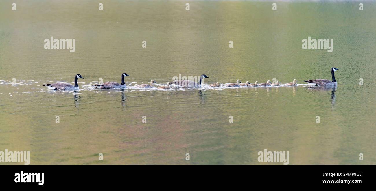 Oies du Canada (Branta canadensis) et oisons traversant les eaux tranquilles de la rivière Snake près du parc Chief Timothy dans le sud-est de Washington, États-Unis Banque D'Images