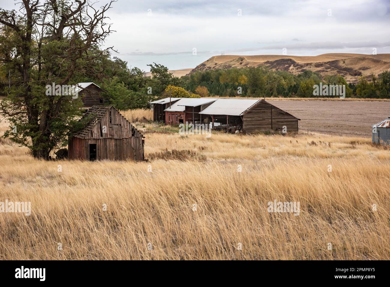 Grange abandonnée et dépendances dans l'est de Washington, États-Unis ; Prescott, Washington, États-Unis d'Amérique Banque D'Images