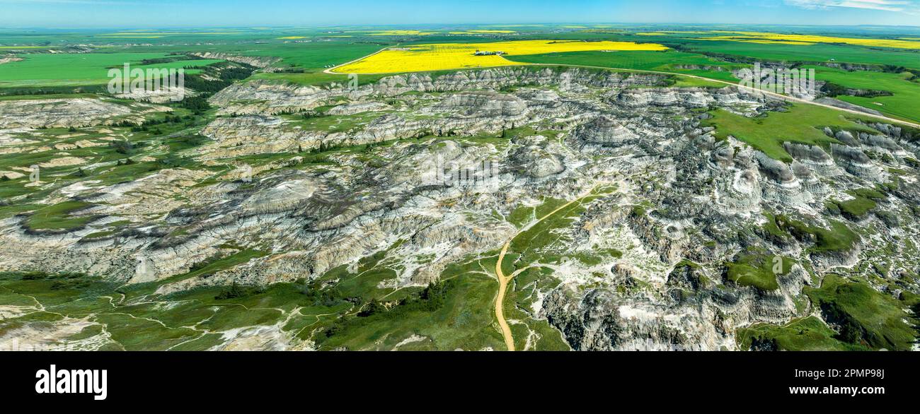 Badlands Canyon avec un champ de canola à fleurs au loin; Alberta, Canada Banque D'Images