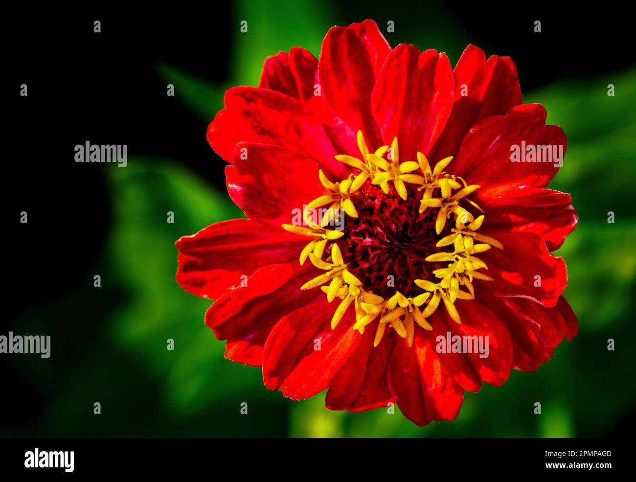 Gros plan d'une fleur rouge aux étamines jaunes; Calgary, Alberta, Canada Banque D'Images Gros plan d'une fleur rouge aux étamines jaunes; Calgary, Alberta, Canada Banque D'Images