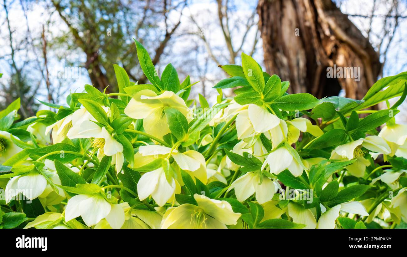 Fleurs blanches hellébore dans un environnement naturel. Rose de Noël dans le jardin de printemps en gros plan avec espace copie. Plantes de jardin toxiques. Des fleurs qui ar Banque D'Images