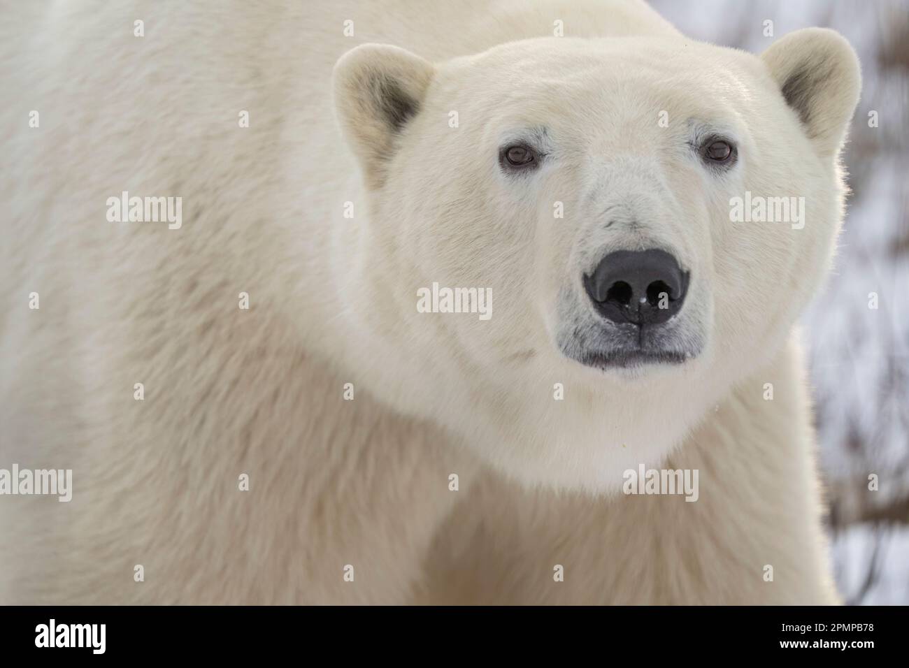 Gros plan portrait d'un ours blanc (Ursus maritimus) sur la côte de la baie d'Hudson ; Churchill, Manitoba, Canada Banque D'Images