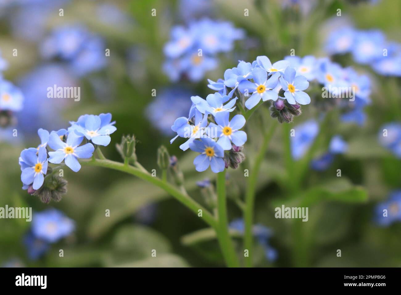 Des oublis-mes-nots en fleurs. Oubliez-moi-pas fleur dans la nature Banque D'Images