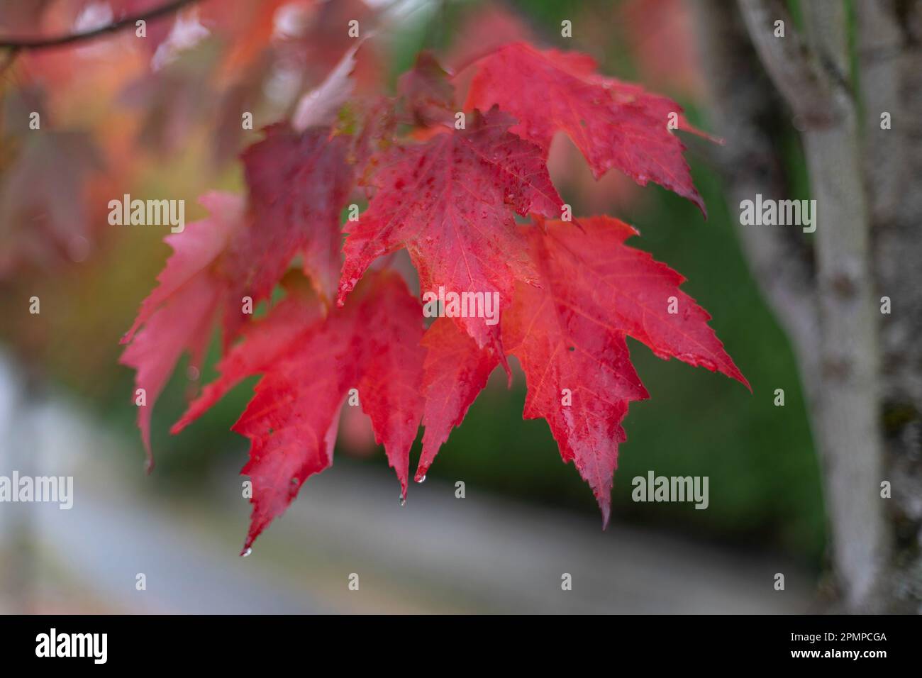 Gros plan de feuilles d'érable humides en rouge brillant sur un arbre à l'automne; North Vancouver, Colombie-Britannique, Canada Banque D'Images