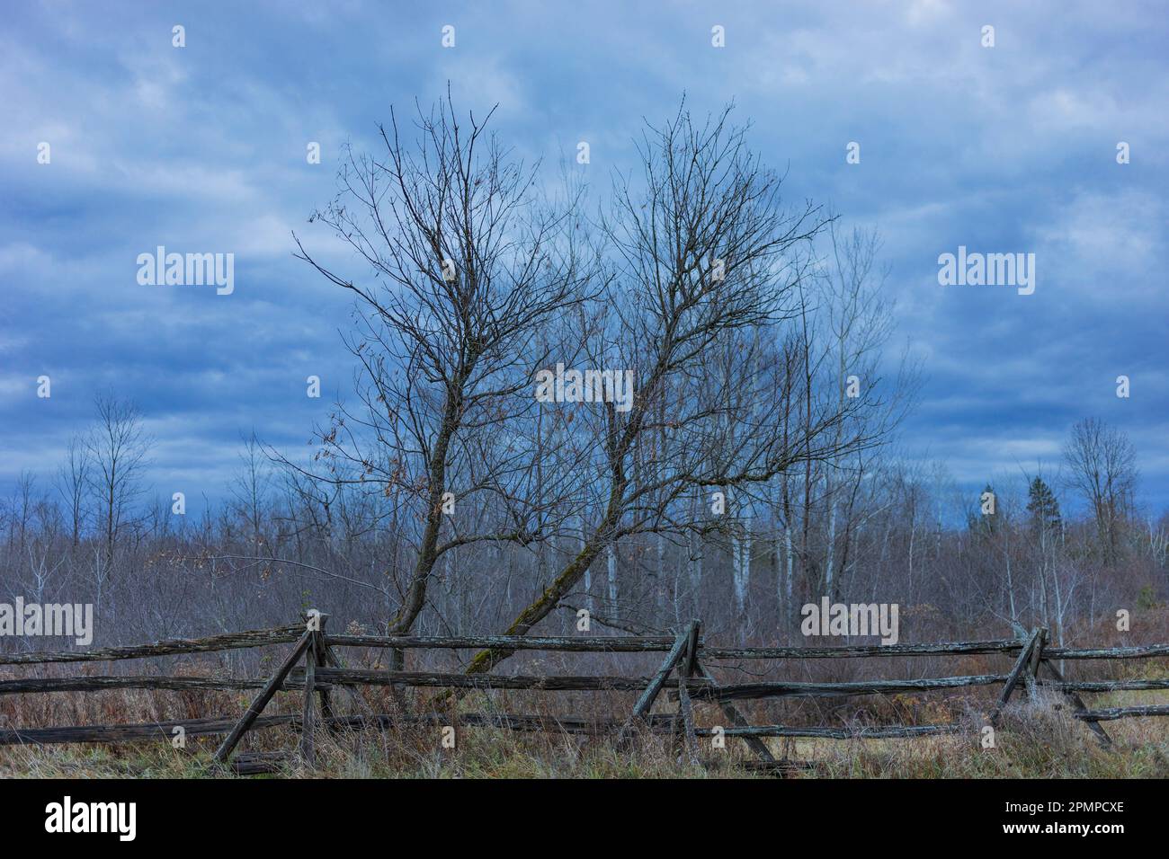 Arbres sans feuilles derrière une clôture abîmée sous un ciel nuageux en automne; vallée d'Ottawa, Ontario, Canada Banque D'Images