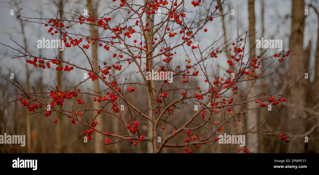 Gros plan d'un arbre sans feuilles avec baies rouges dans une forêt; vallée de l'Outaouais, Ontario, Canada Banque D'Images