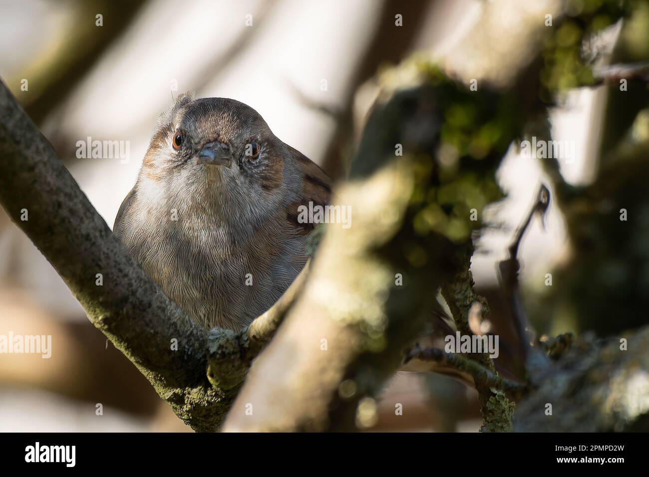 Bruant assis sur une branche d'un arbre dans le jardin Banque D'Images