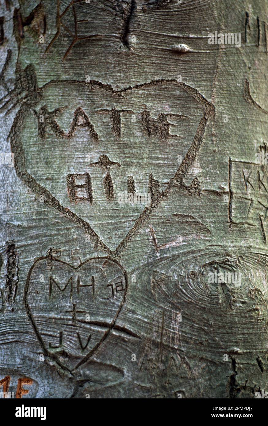 Les noms sont gravés dans les cœurs sur l'écorce d'un arbre ; Hastings-on-Hudson, New York, États-Unis d'Amérique Banque D'Images