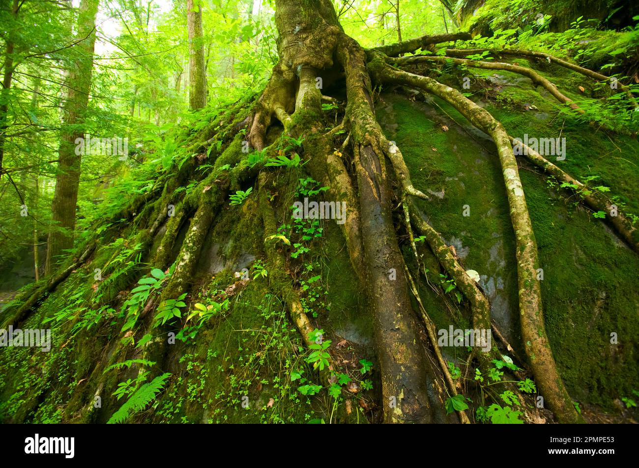 Racines d'arbres saisissant un rocher couvert de mousse dans une forêt du parc national des Great Smoky Mountains, Tennessee, États-Unis ; Tennessee, États-Unis d'Amérique Banque D'Images