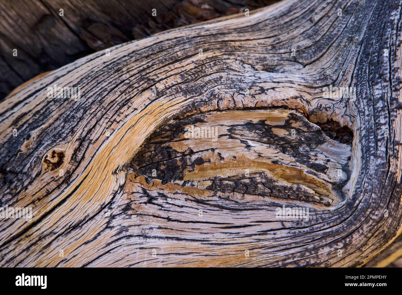 Profils d'anneaux d'arbres dans le parc national de la Vallée de la mort, Californie, États-Unis ; Californie, États-Unis d'Amérique Banque D'Images