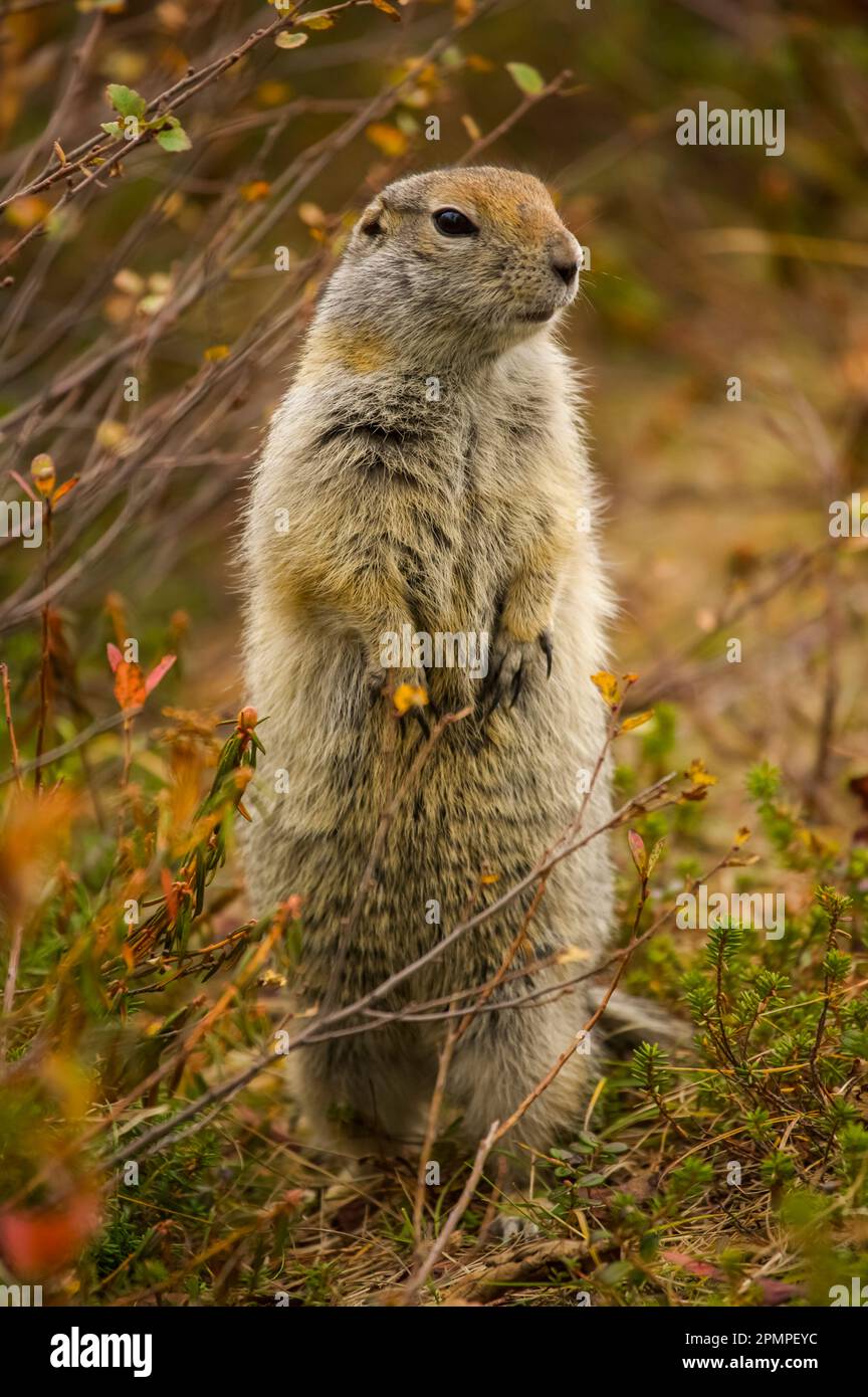 Écureuil terrestre (espèce Spermophilus) en état d'alerte ; Kronotsky Zapovednik, Kamtchatka, Russie Banque D'Images