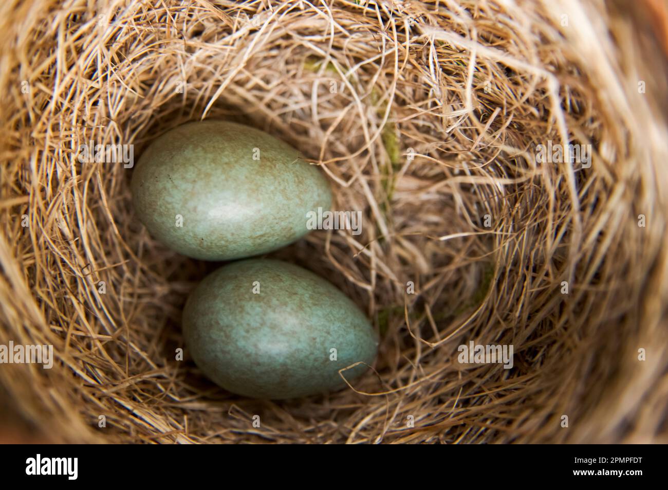 Gros plan de deux œufs bleus dans un nid d'oiseau ; Hellemoboten, Tysfjord, Norvège Banque D'Images