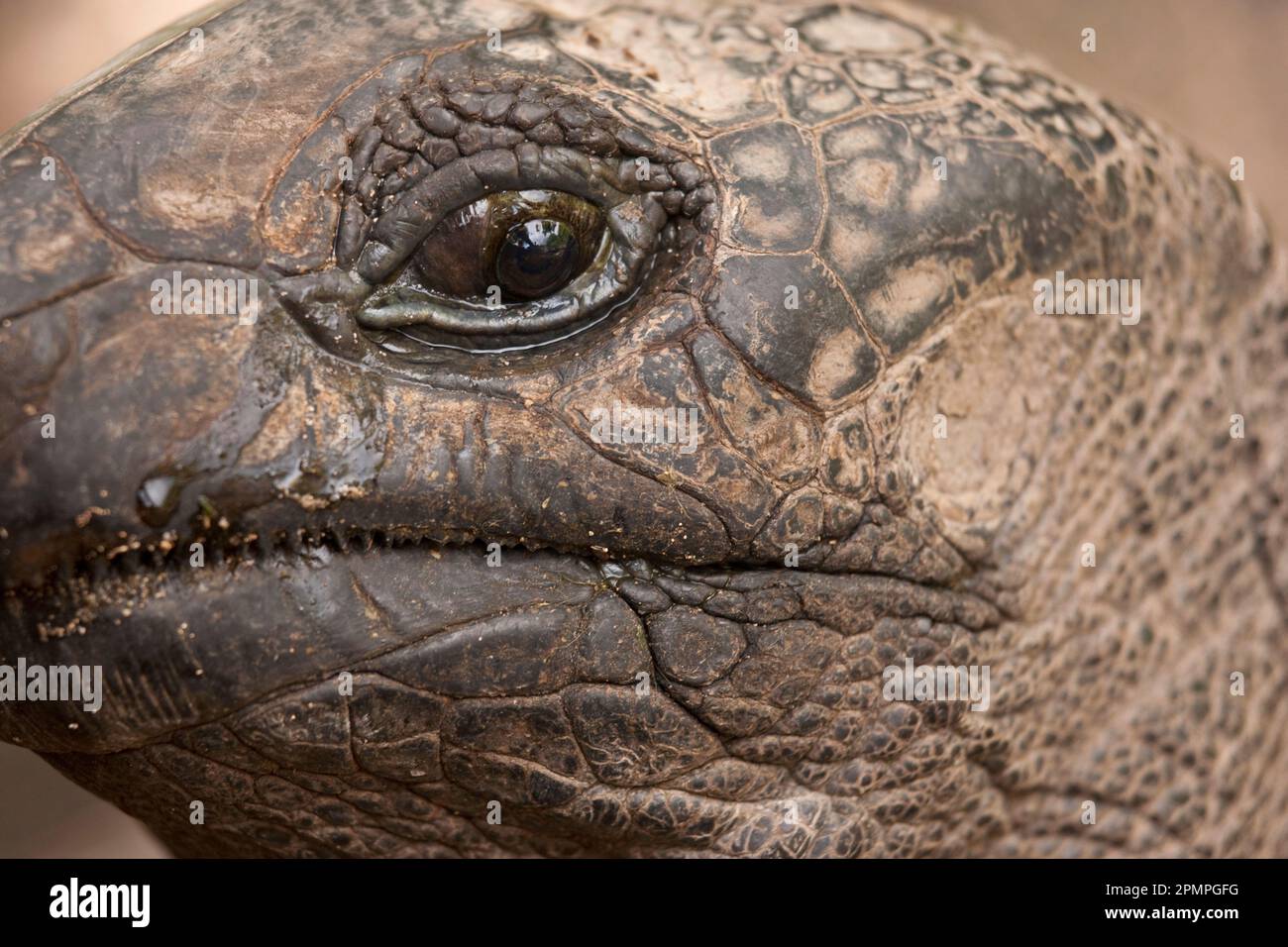 Vue rapprochée du visage d'une tortue géante ; Seychelles Banque D'Images