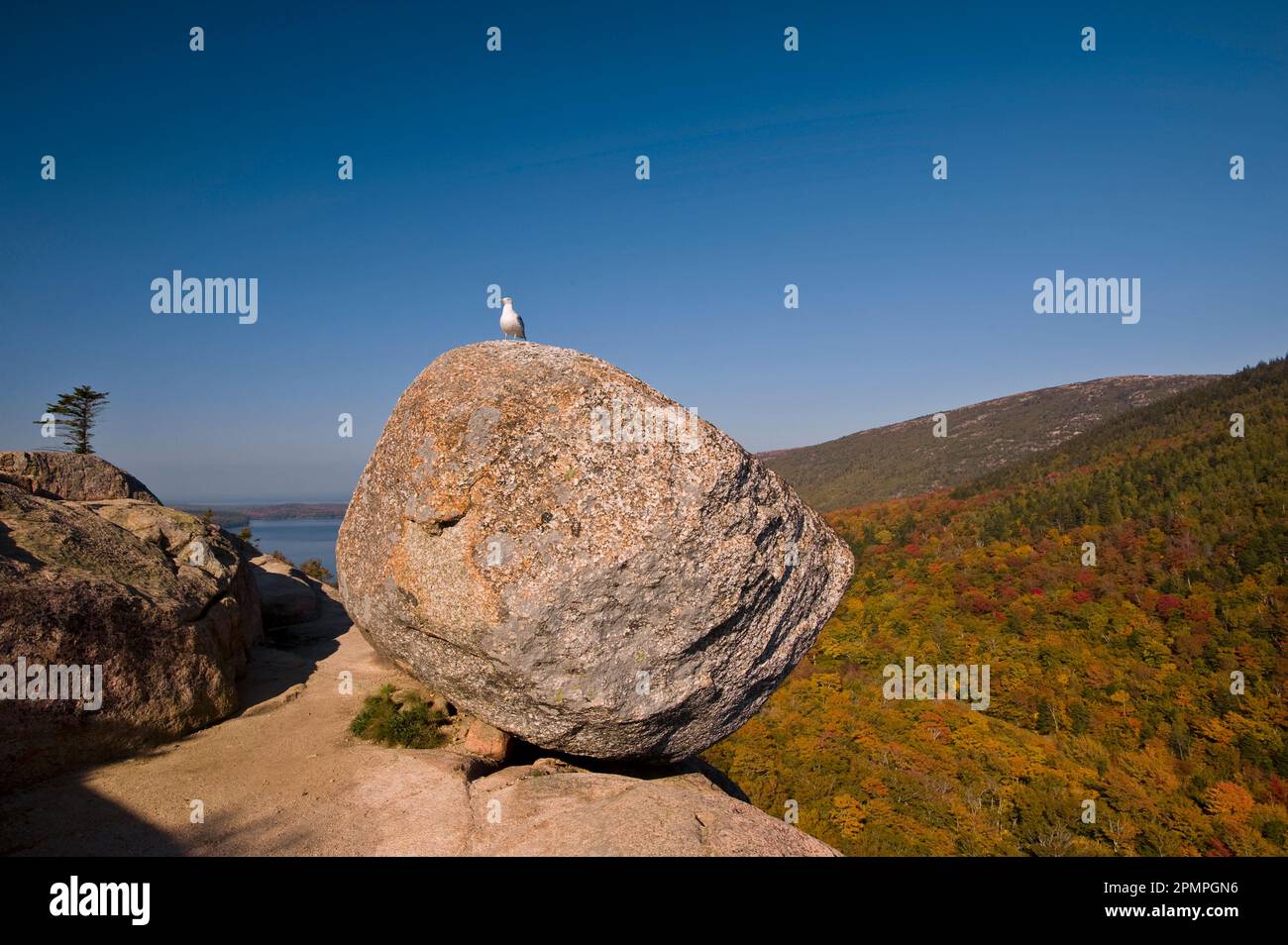 Seagull est assis seul sur un gros rocher dans le parc national Acadia, Maine, États-Unis d'Amérique Banque D'Images