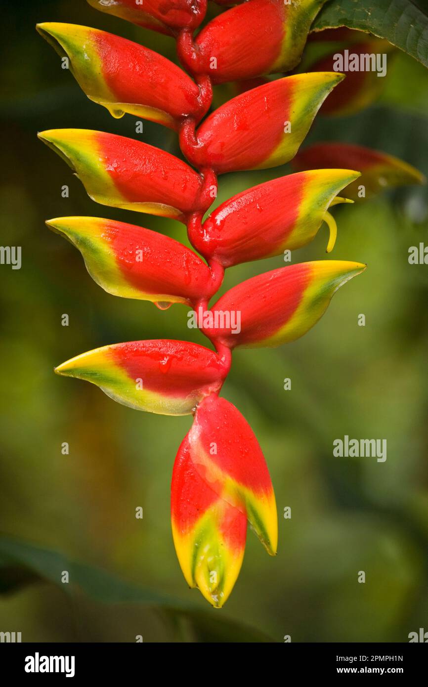Plante Heliconia (Heliconia pendula) cultivée au jardin d'épices Abraham au Kerala, Inde du Sud ; Kerala, Inde Banque D'Images
