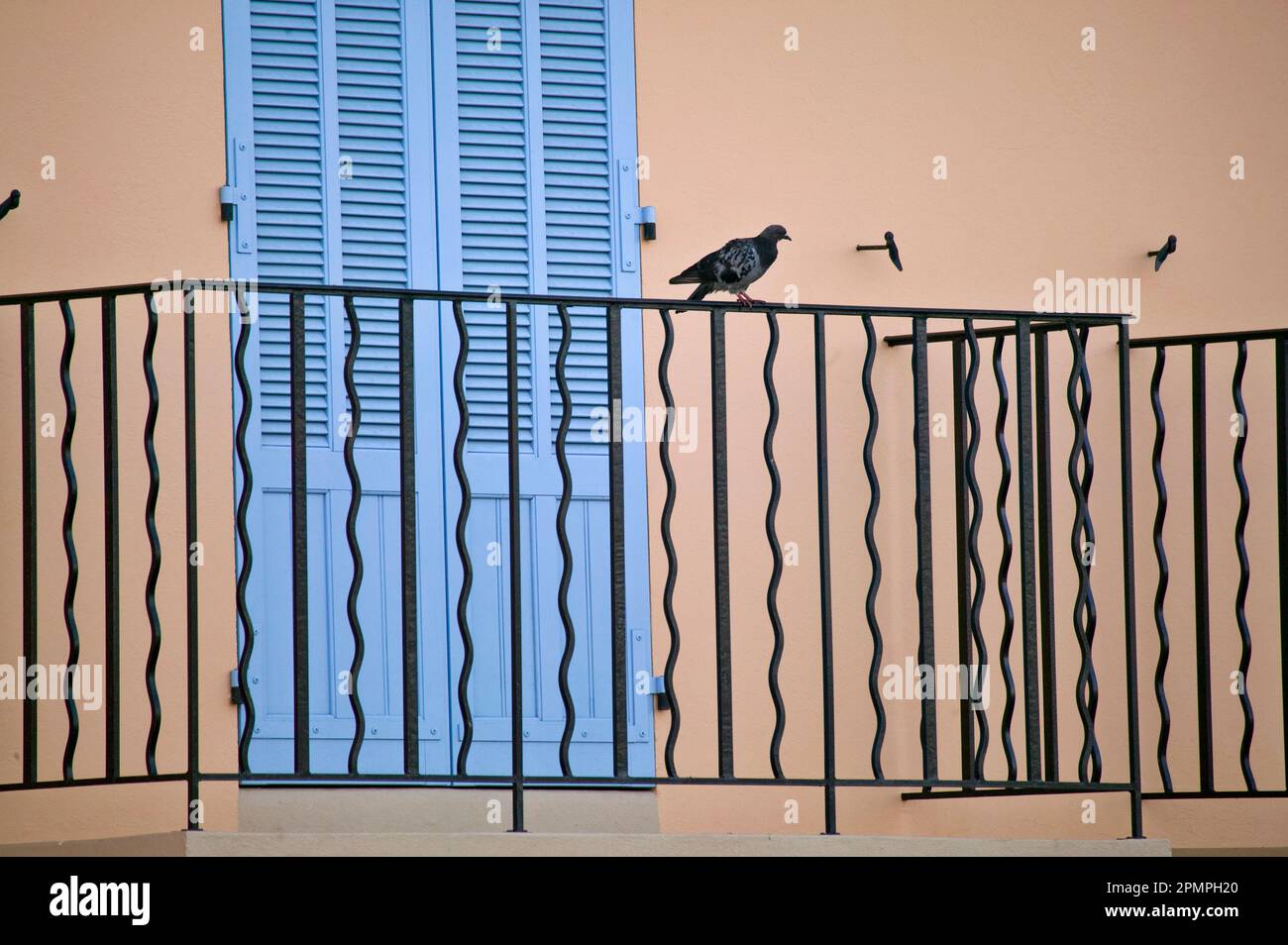 Oiseau est assis sur un balcon à l'extérieur des portes françaises bleues ; France Banque D'Images