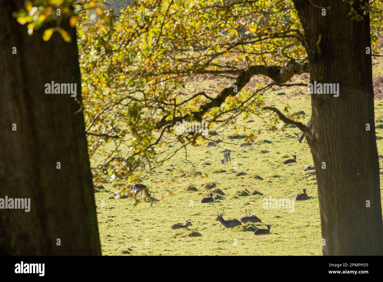 Cerf de Virginie européen (Dama dama) dans le parc des cerfs à l'automne, pays de Galles, Royaume-Uni Banque D'Images