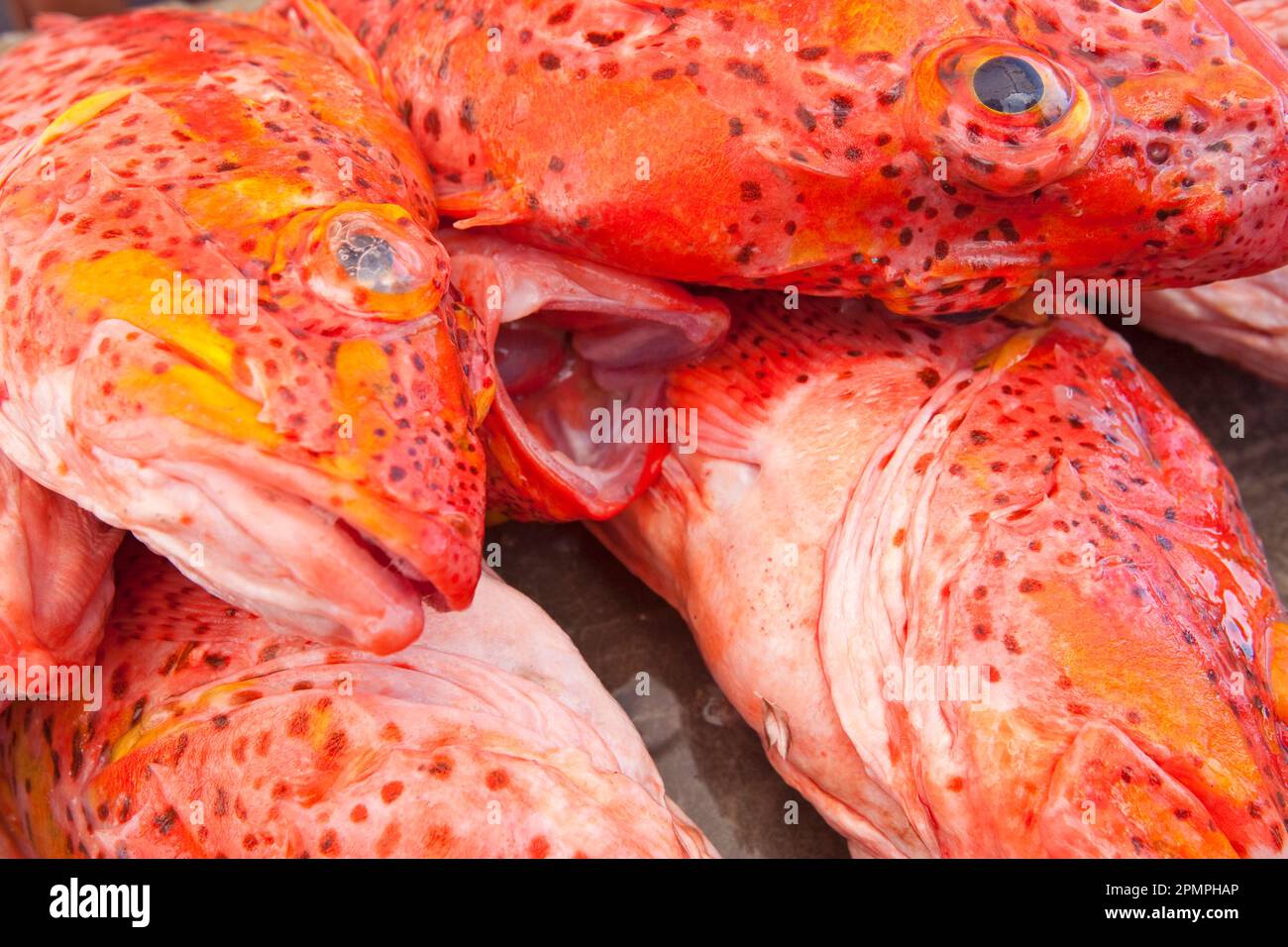Poisson fraîchement pêché, aux couleurs vives sur l'île de Santa Cruz ; île de Santa Cruz, îles Galapagos, Équateur Banque D'Images