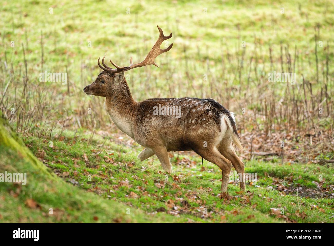 Le buck de cerf en jachère (Dama dama) dans le parc de cerfs à l'automne, au pays de Galles, au Royaume-Uni Banque D'Images
