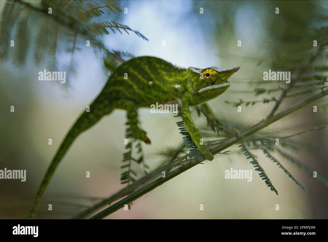 Caméléon aux yeux jaunes équilibre sur une branche mince ; République de Madagascar Banque D'Images