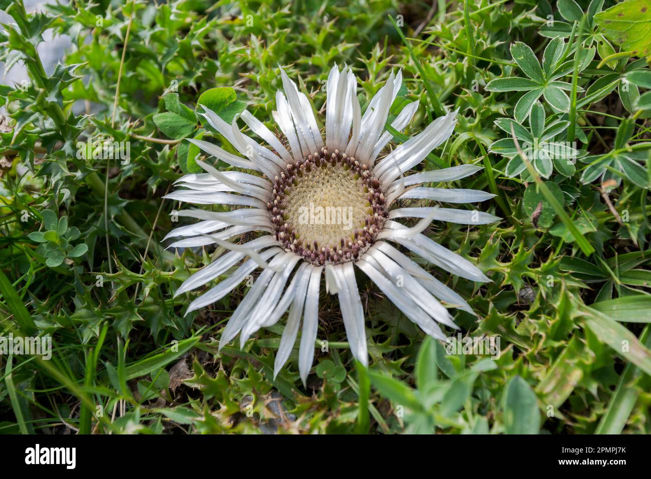 Carlina acaulis, le chardon carline sans tige. Photo prise dans la chaîne de Mieming, par le lac de Seebensee, Etat du Tyrol, Autriche. Banque D'Images
