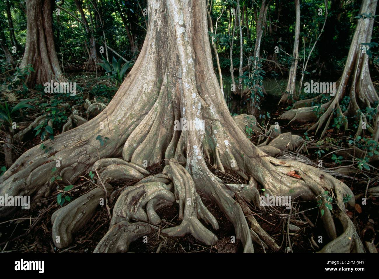 Les racines sinueuses des arbres Dragonsblood (Pterocarpus officinalis), appelés «mangroves» par les habitants, ne gardent pas seulement les rives des rivières à Domi... Banque D'Images