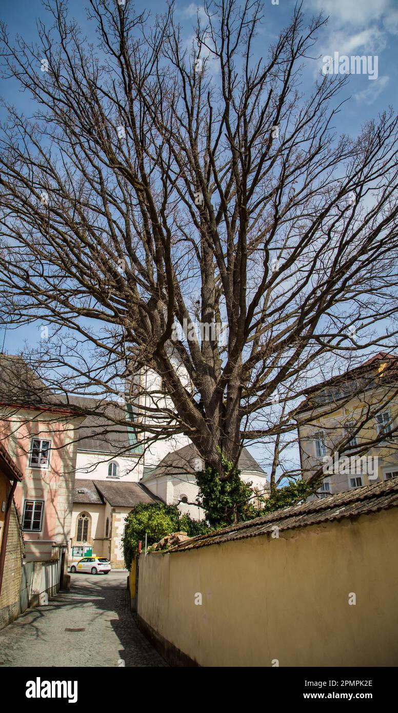 Vieux arbre à Weitra, Waldviertel, Autriche Banque D'Images