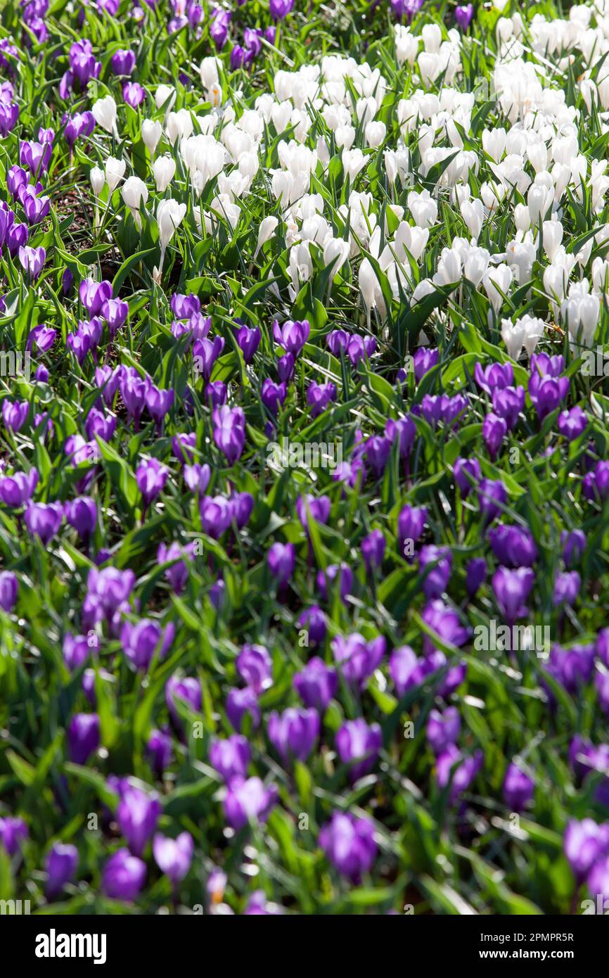 Amsterdam, pays-Bas, 23 mars 2023 : l'ouverture annuelle des jardins de Keukenhof a commencé, avec des bulbes de printemps incluant ces tu densément plantées Banque D'Images