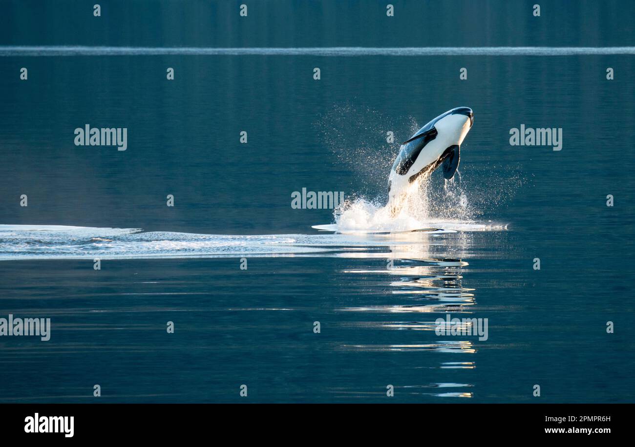 Épaulard, ou orque (Orcinus Orca) sautant et nageant dans Frederick Sound, Inside passage, Alaska, États-Unis ; Alaska, États-Unis d'Amérique Banque D'Images