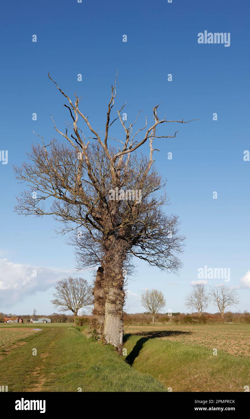 Arbre le long du fossé au bord des champs, Suffolk, Angleterre, Royaume-Uni Banque D'Images