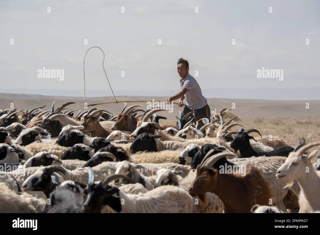 Berger mongol nomade avec des chèvres (Capra aegagrus hircus) dans les plaines du désert de Gobi ; désert de Gobi, Mongolie Banque D'Images