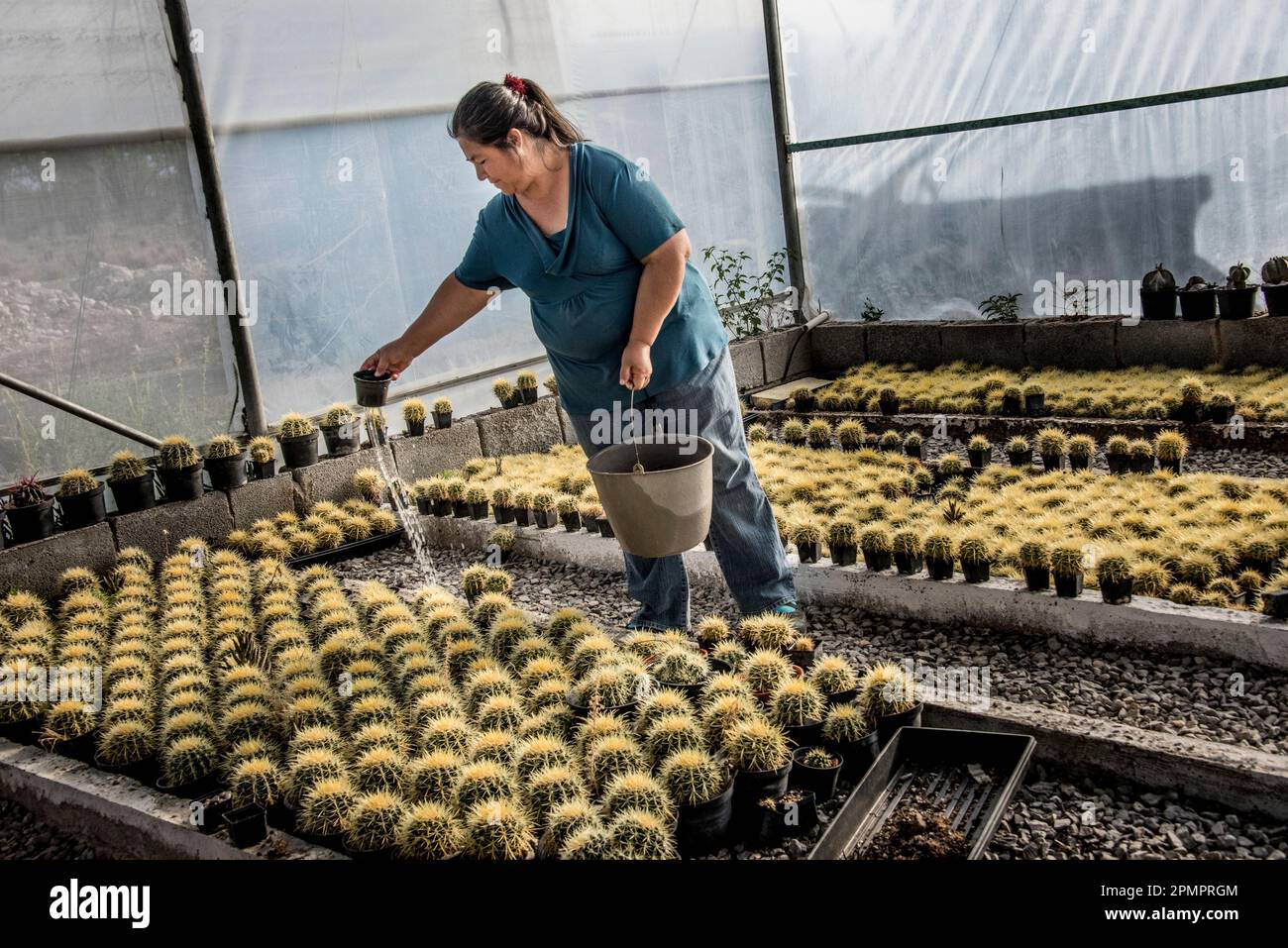 Femme dans une entreprise de culture de cactus se tient debout arrosant des rangées de plantes de cactus ; Matehuala, Mexique Banque D'Images