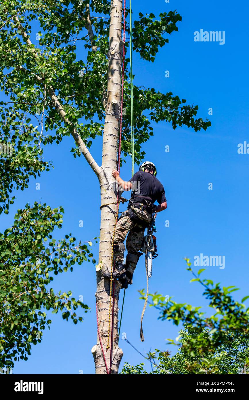 Ouvrier masculin grimpant et taillant des branches sur un arbre au ciel bleu ; Calgary, Alberta, Canada Banque D'Images
