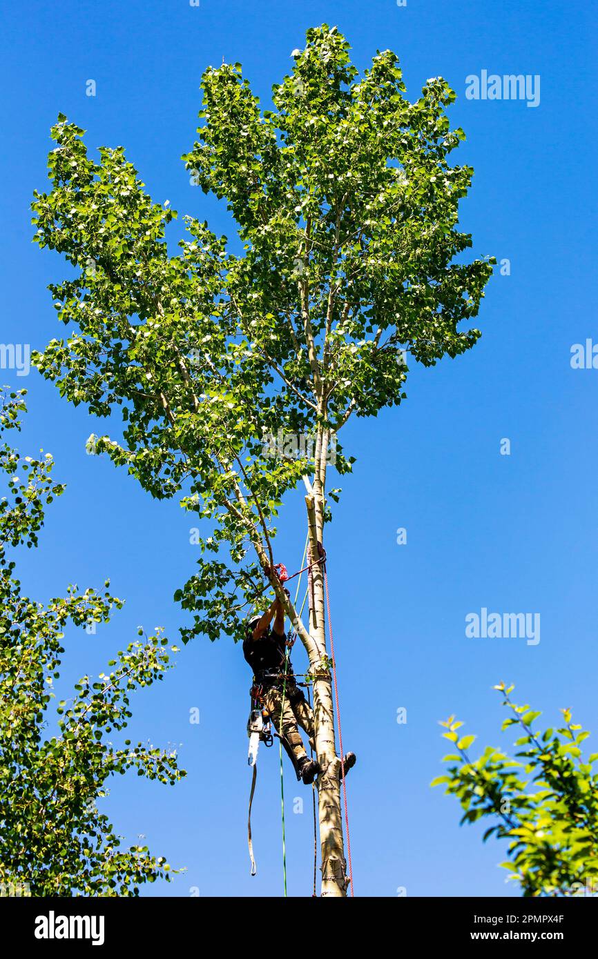 Ouvrier masculin grimpant et taillant des branches sur un arbre au ciel bleu ; Calgary, Alberta, Canada Banque D'Images