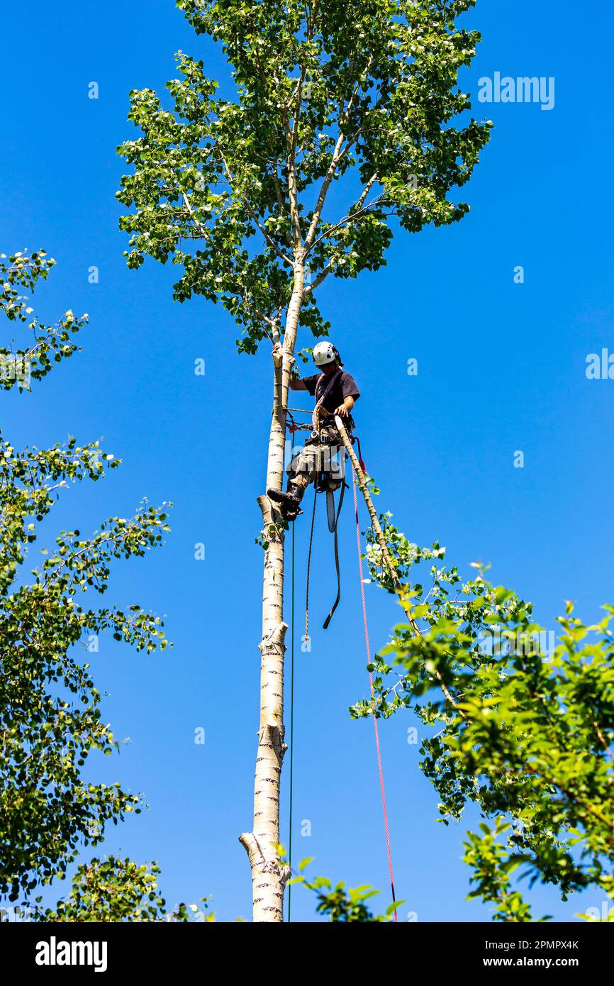 Ouvrier masculin grimpant et taillant des branches sur un arbre au ciel bleu ; Calgary, Alberta, Canada Banque D'Images