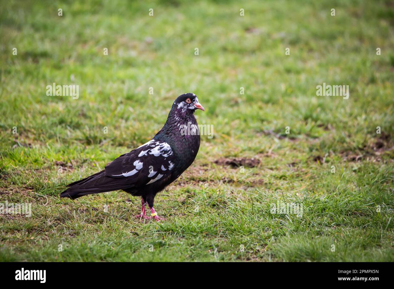 Waldviertler Kröpfer Taube (Waldviertel cropper pigeon), race de pigeon en danger de disparition dans la région de Waldviertel, Autriche Banque D'Images Waldviertler Kröpfer Taube (Waldviertel cropper pigeon), race de pigeon en danger de disparition dans la région de Waldviertel, Autriche Banque D'Images
