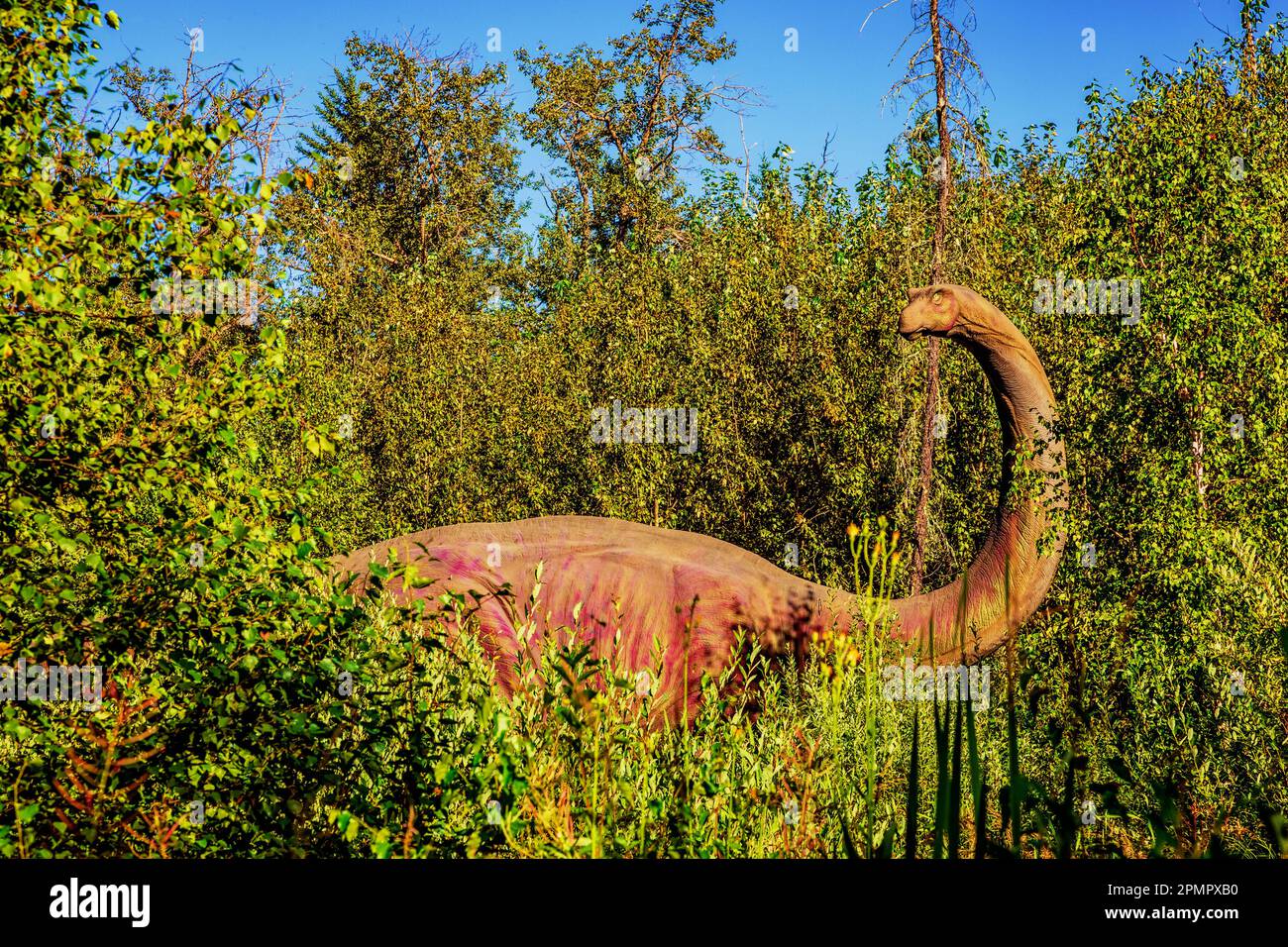 Un Brachiosaurus à la forêt de Jurrasic, une attraction touristique avec des dinosaures animatroniques, juste à l'extérieur de Gibbons; Alberta, Canada Banque D'Images