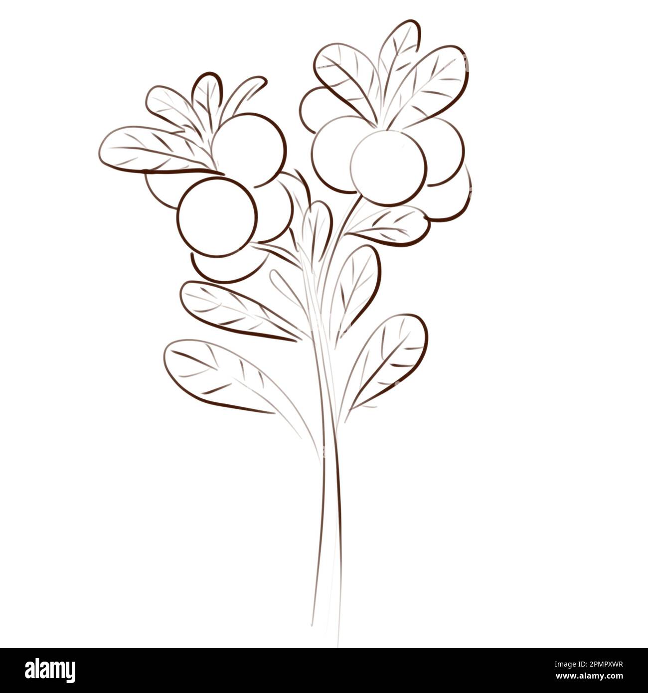 Branches de cowberry dessinées à la main isolées sur un fond blanc. Dessin d'une plante forestière sauvage avec des baies et des feuilles. Banque D'Images