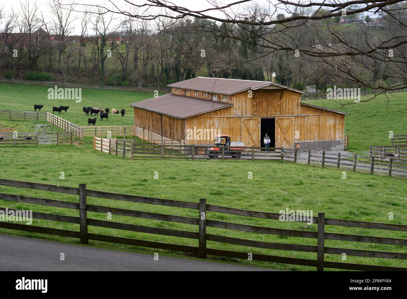 Un travailleur agricole se prépare à nourrir un troupeau de bovins dans un pâturage à côté d'une grange en milieu rural. Virginie, États-Unis. Banque D'Images