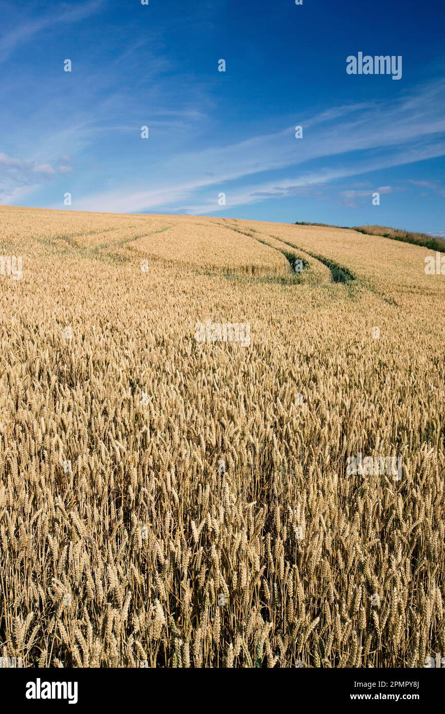 Champ de blé à Berwickshire, frontières écossaises, Royaume-Uni Banque D'Images