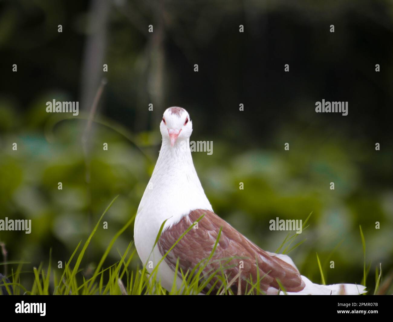 Un pigeon debout sur l'herbe qui a l'air très beau Banque D'Images