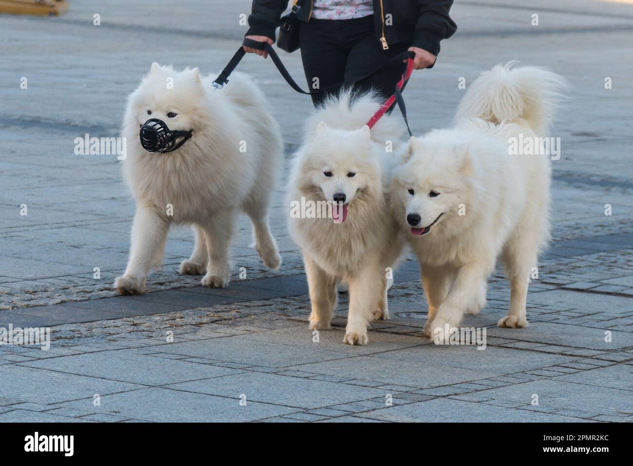 Trois chiens blancs Samoyed en plomb au point d'écho. Enimal Banque D'Images