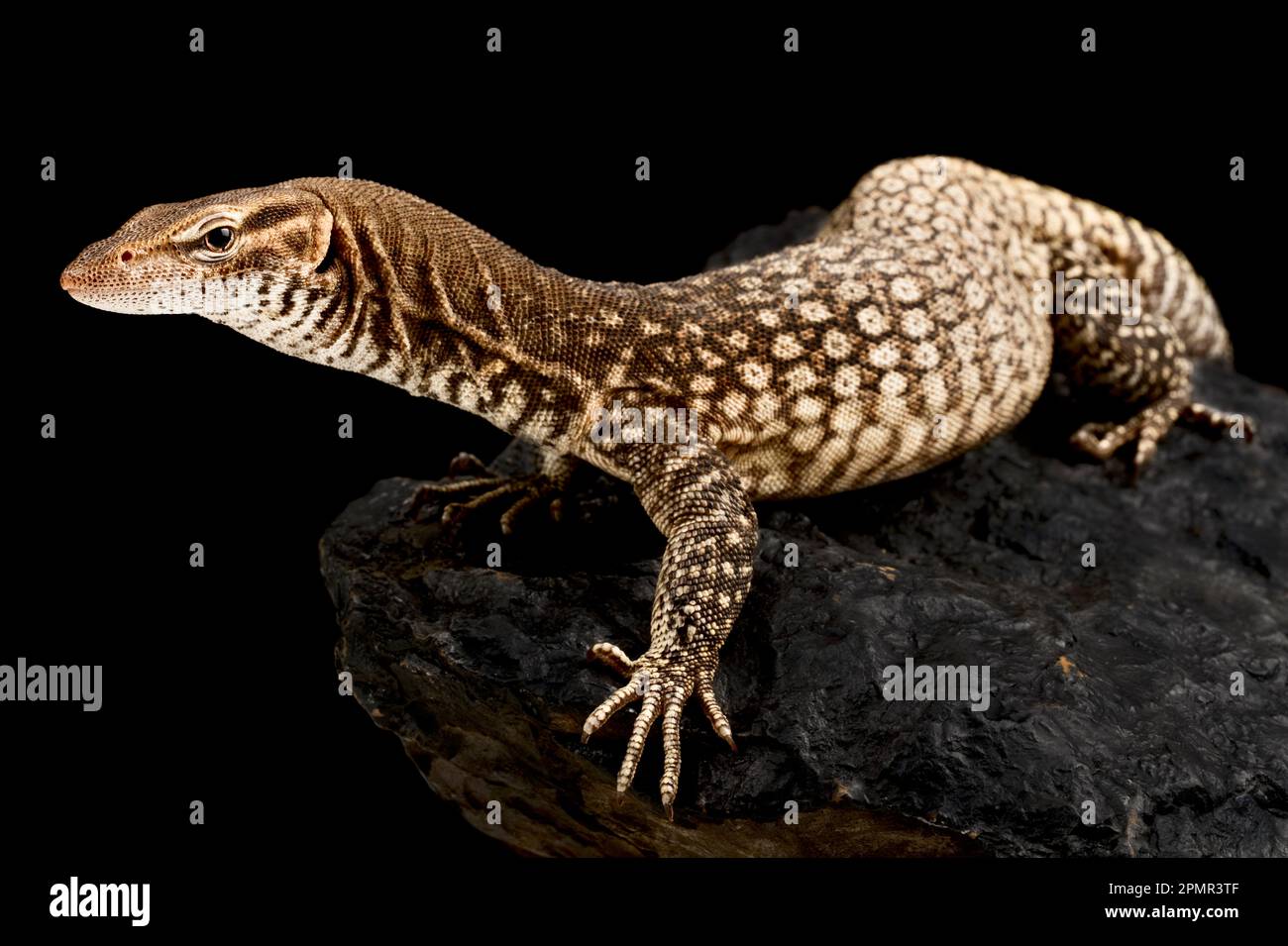 Moniteur à tête noire (tristis varanus) Banque D'Images