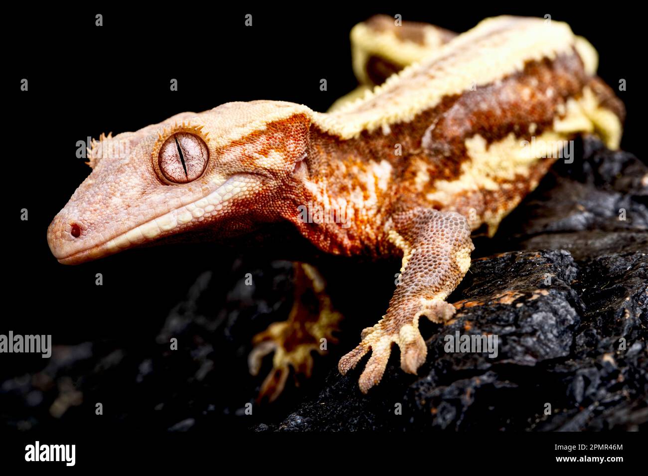 Gecko à crête (Correlophus ciliatus) Banque D'Images