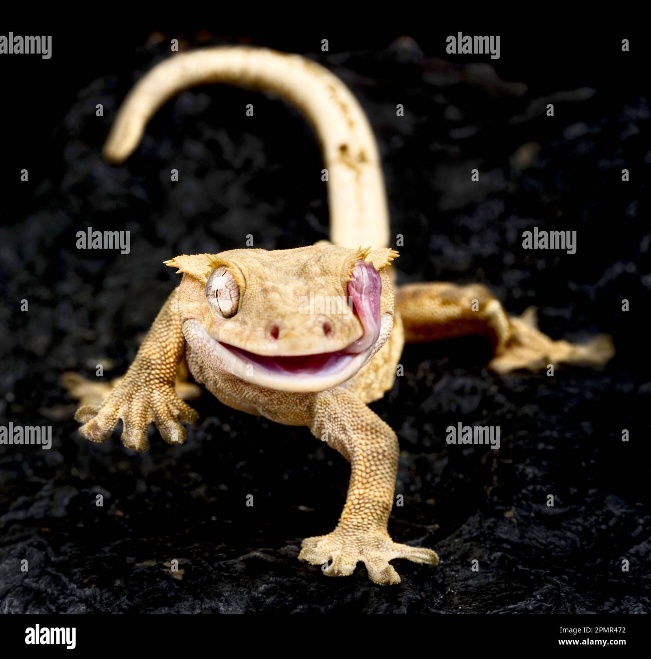 Gecko à crête (Correlophus ciliatus) Banque D'Images