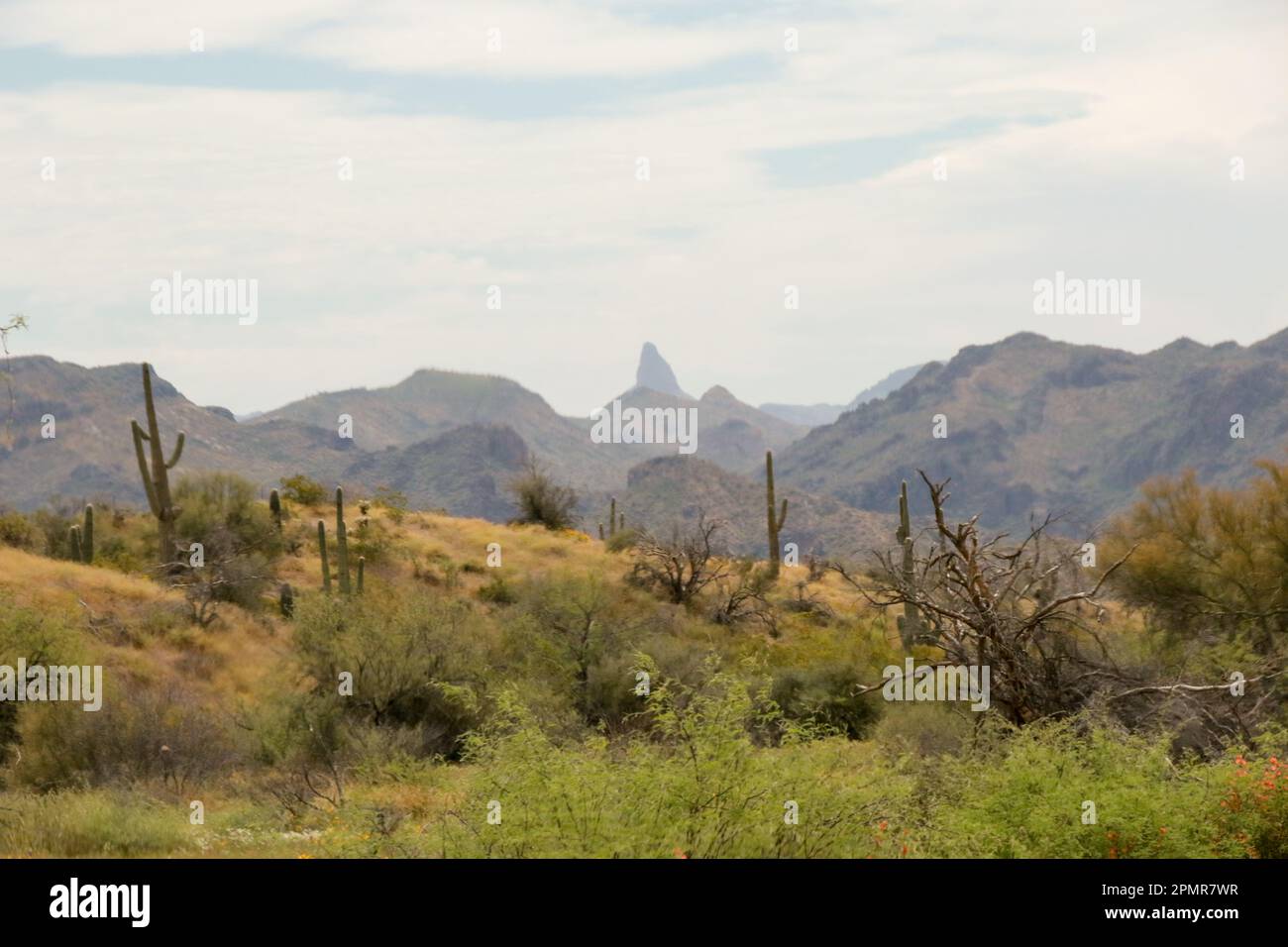 Weavers Needle vu le long de Bush HYWY, Mesa Banque D'Images