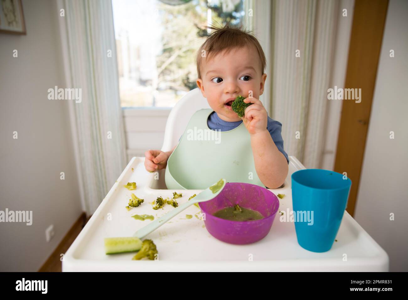 Bébé mignon mangeant d'abord de la nourriture solide, bébé assis dans une chaise haute. Enfant goûtant des légumes à la table, découvrant de nouveaux aliments. Cuisine intérieure confortable. Banque D'Images