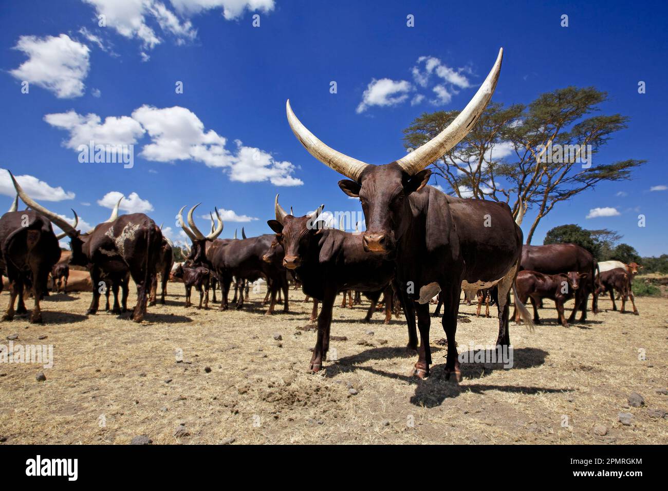 Bovins domestiques, vaches et veaux Ankole Watusi, troupeau sur ranch intégré et conservation de la faune, OL Pejeta Conservancy, comté de Laikipia, Kenya Banque D'Images
