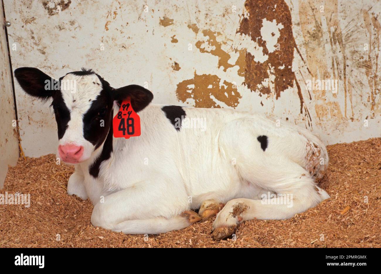 Bovins domestiques, Holstein Frise veau en enclos d'élevage, avec étiquette d'oreille, utricularia ochroleuca (U.) (U.) S. A. Banque D'Images